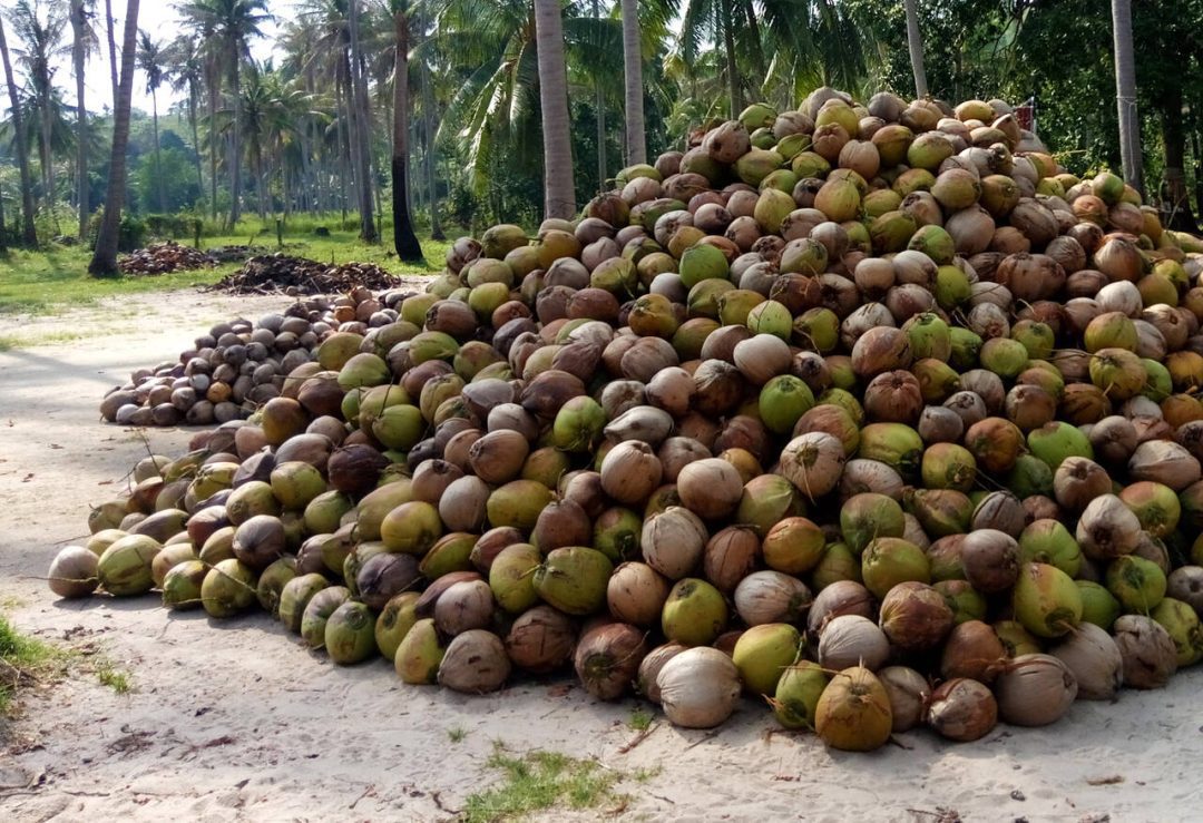 Coconut-shells_plantation