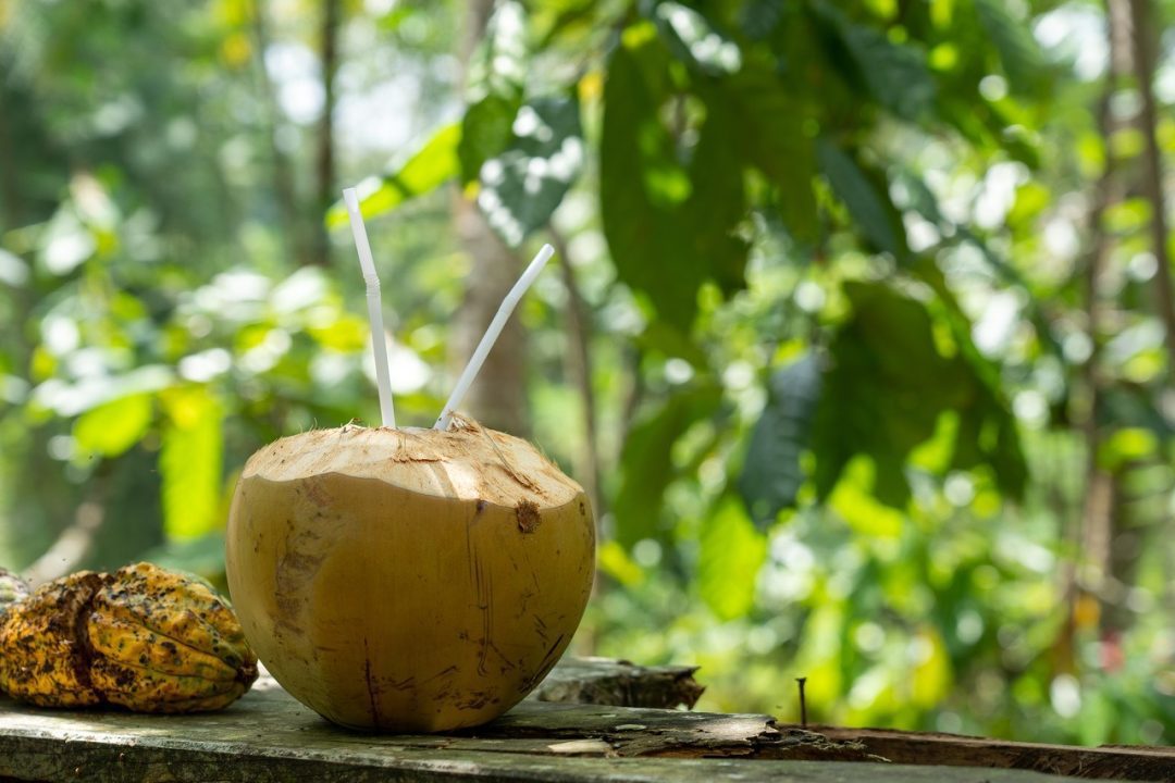 Coconut-water_plantation