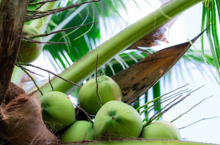 Featured-Image-Coconut-Plantation-768x506