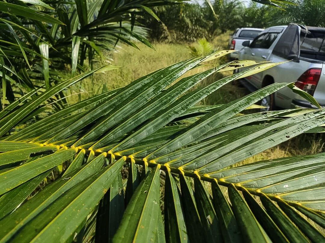 oil-palm-plantation-3