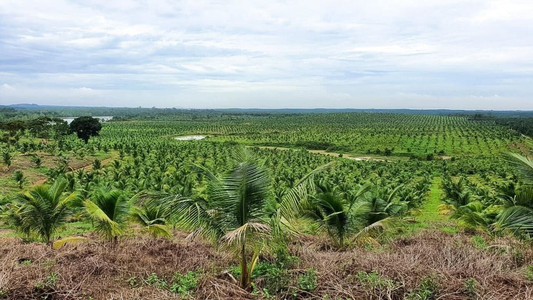 oil-palm-plantation-5